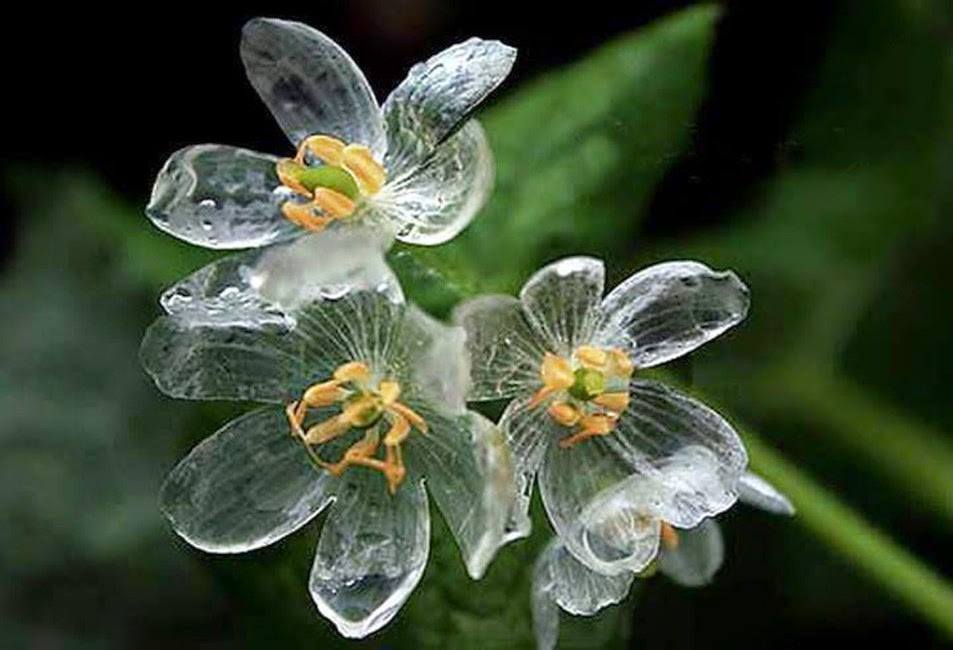 ดอกโครงกระดูก (Transparent Flower หรือ Diphylleia grayi flower) (เมล็ด)