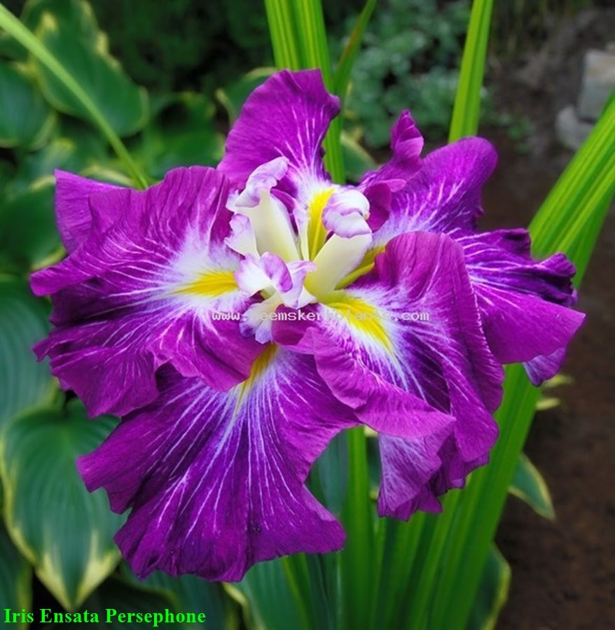 หัวดอกไอริส สายพันธุ์ญี่ปุ่น (บ่มตาดอก พร้อมปลูกแล้วได้ดอกทันที)