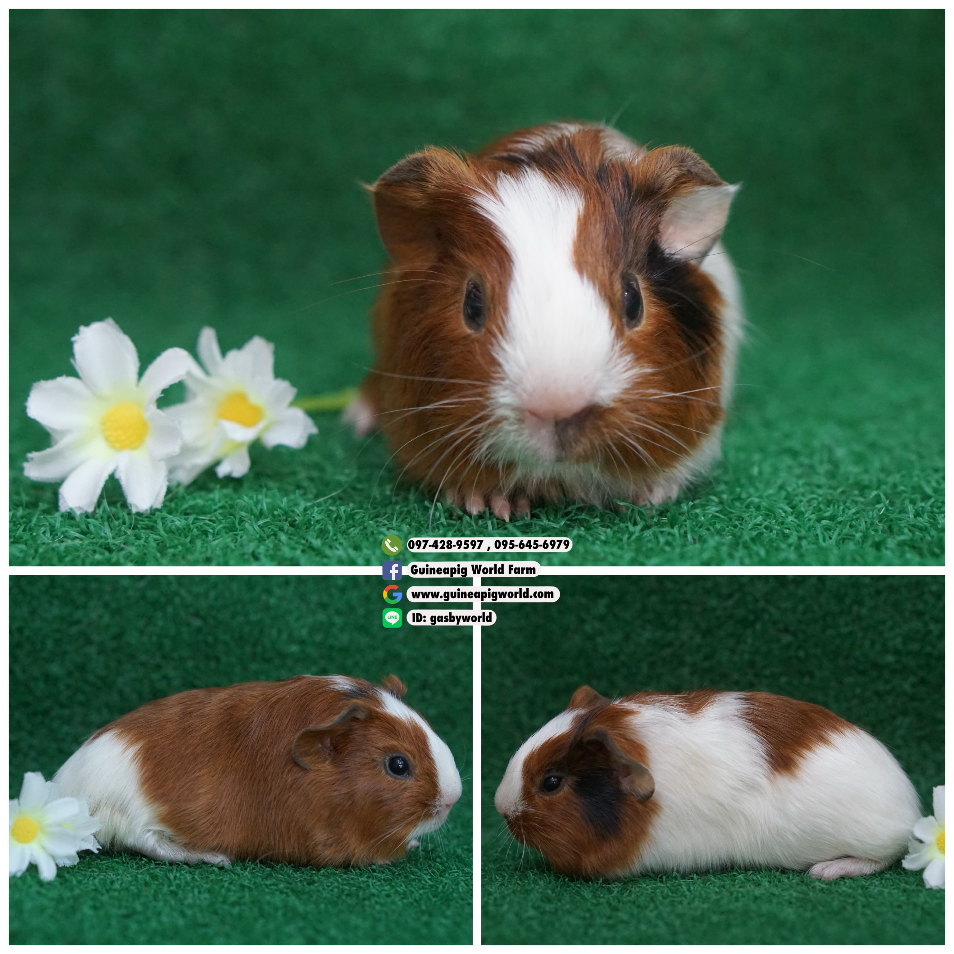 AM0833 American/เมีย/RedWhiteBlack/พ่อแม่นำเข้า/อายุครบเดือนพร้อมย้ายบ้าน/โครงสร้างดีเนื้อแน่น/น่ารักกินเก่งน่ารักแข็งแรง/ราคา4800(ปกติ6,800)ชอบโอนจองก่อนได้ก่อนทักไลน์ gasbyworld แจ้งข้อความน้องพร้อมย้ายบ้านค่ะ