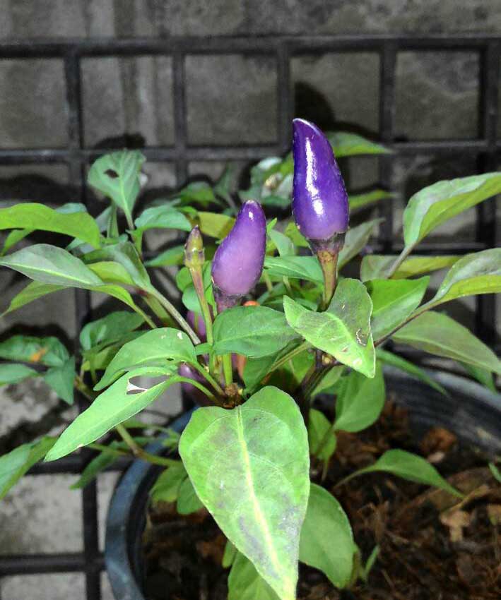 พริกคริสตัส สีม่วง (10 เมล็ด/ซอง)