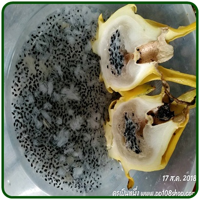ต้นกล้า แก้วมังกรเหลืองอิสราเอล (Yellow Dragon fruit from Israel)