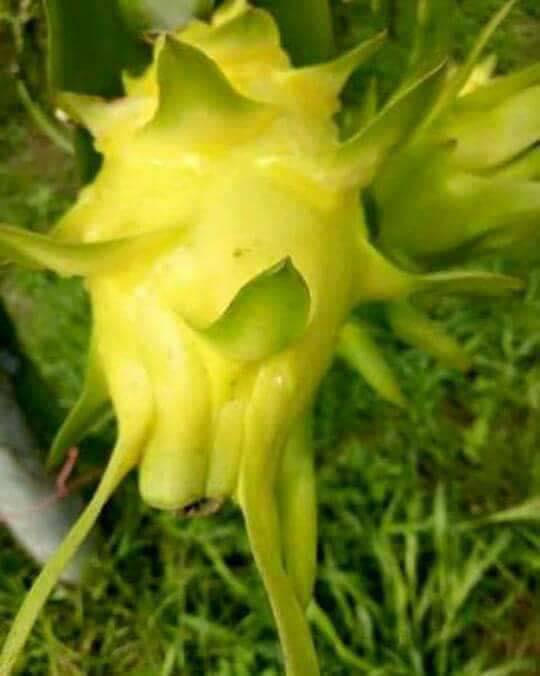 ต้นกล้า แก้วมังกรเหลืองอิสราเอล (Yellow Dragon fruit from Israel)
