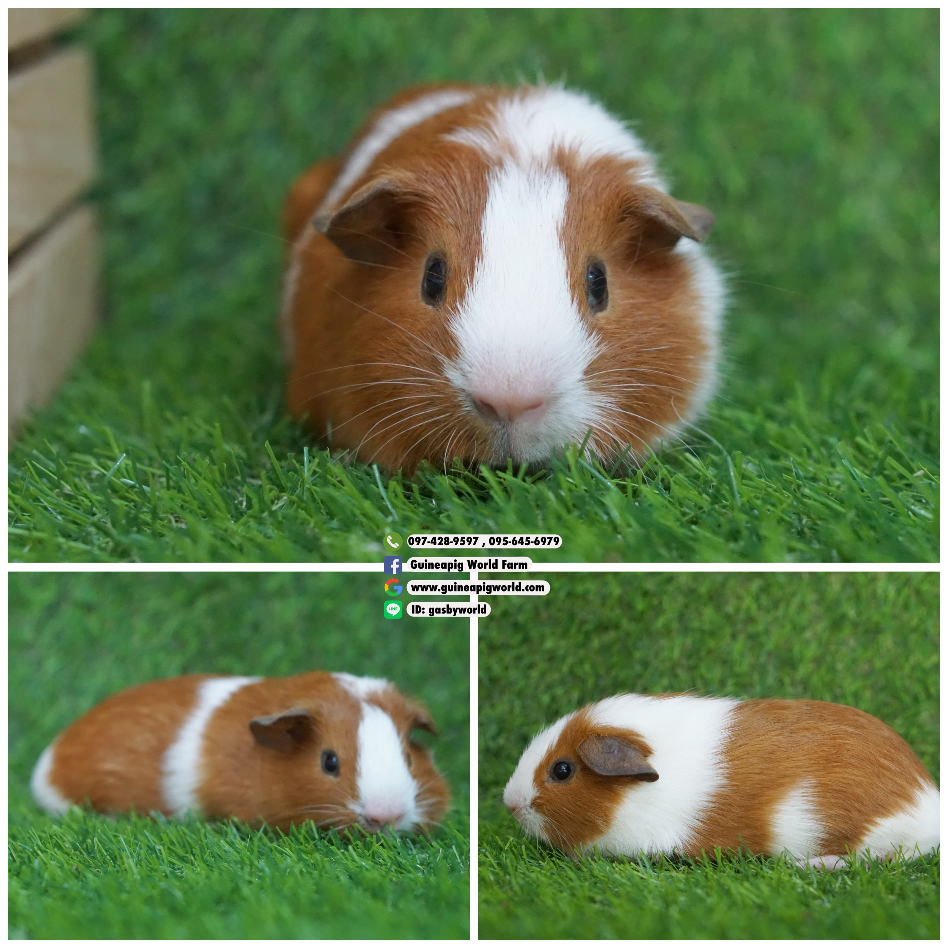 AM0814 American/ผู้/โบรกเค่นเรด/พ่อแม่นำเข้า/โครงสร้างดี/หน้าหล่อน่ารักกินเก่งน่ารักแข็งแรง/ราคา5,500(ปกติ6,800)ชอบโอนจองก่อนได้ก่อนทักไลน์ gasbyworld แจ้งข้อความน้องพร้อมย้ายบ้านค่ะ