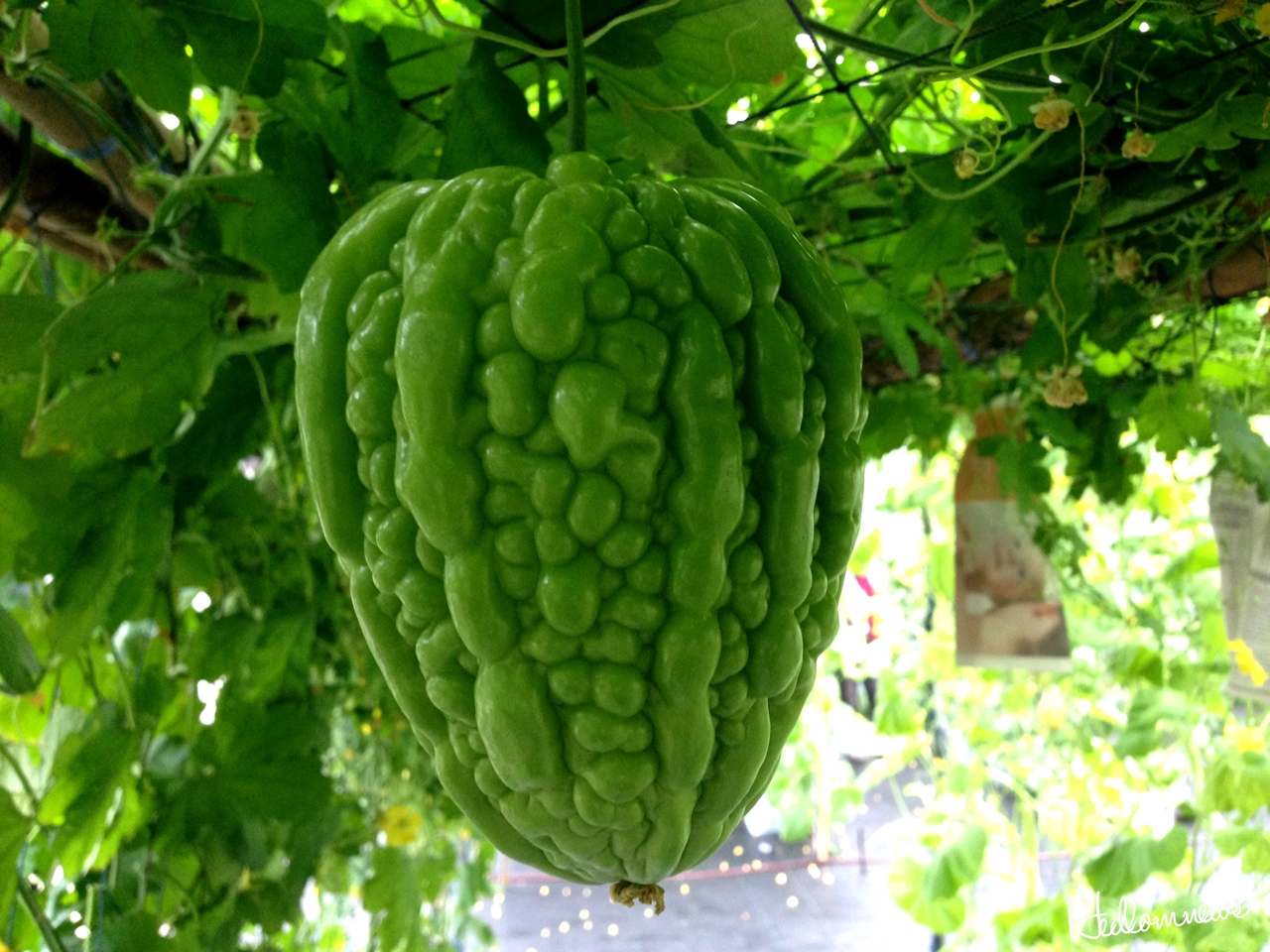 มะระหัวใจ (Valentine gourd)