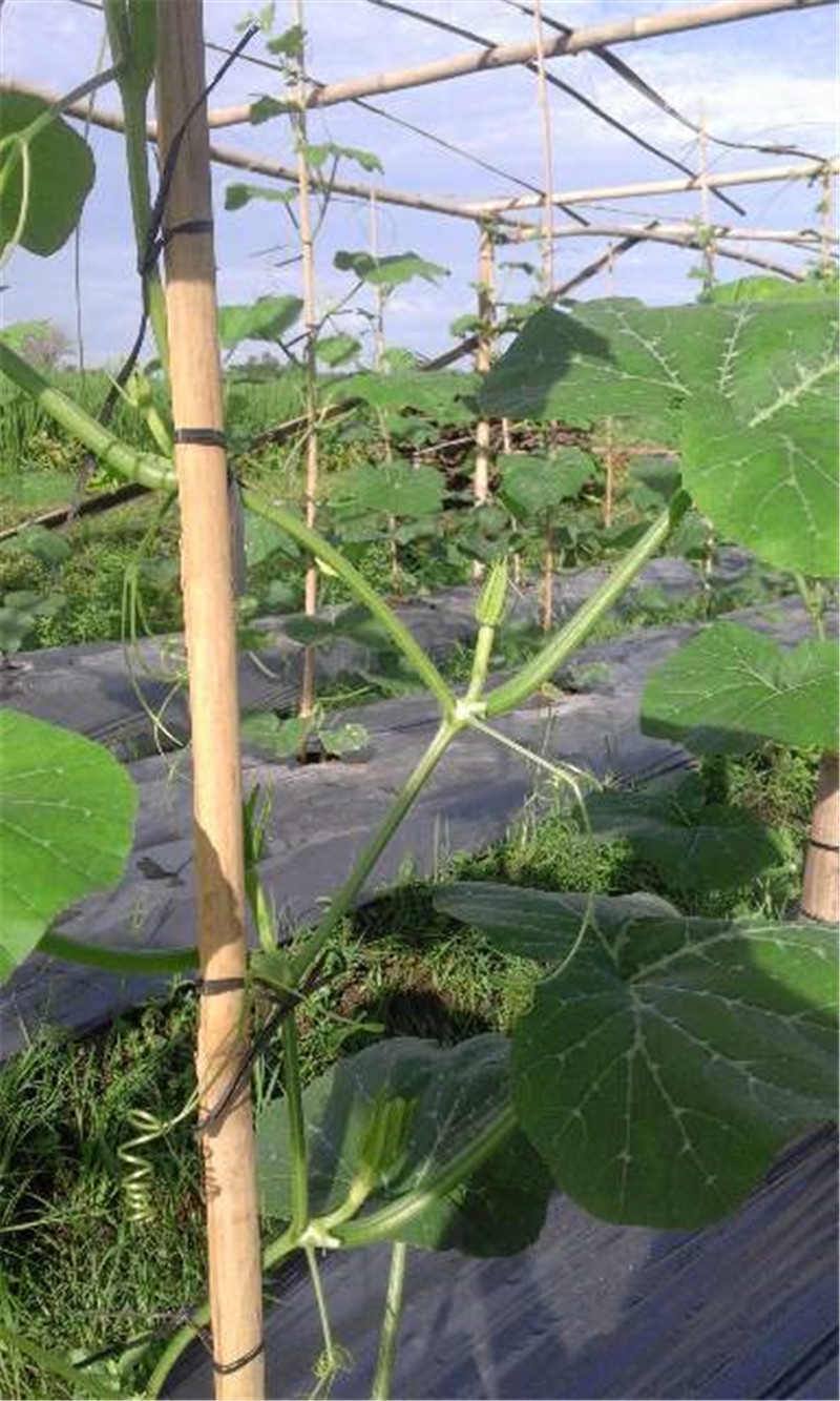 ฟักทอง บัตเตอร์นัท สีเขียว (Green Butternut Squash) OP