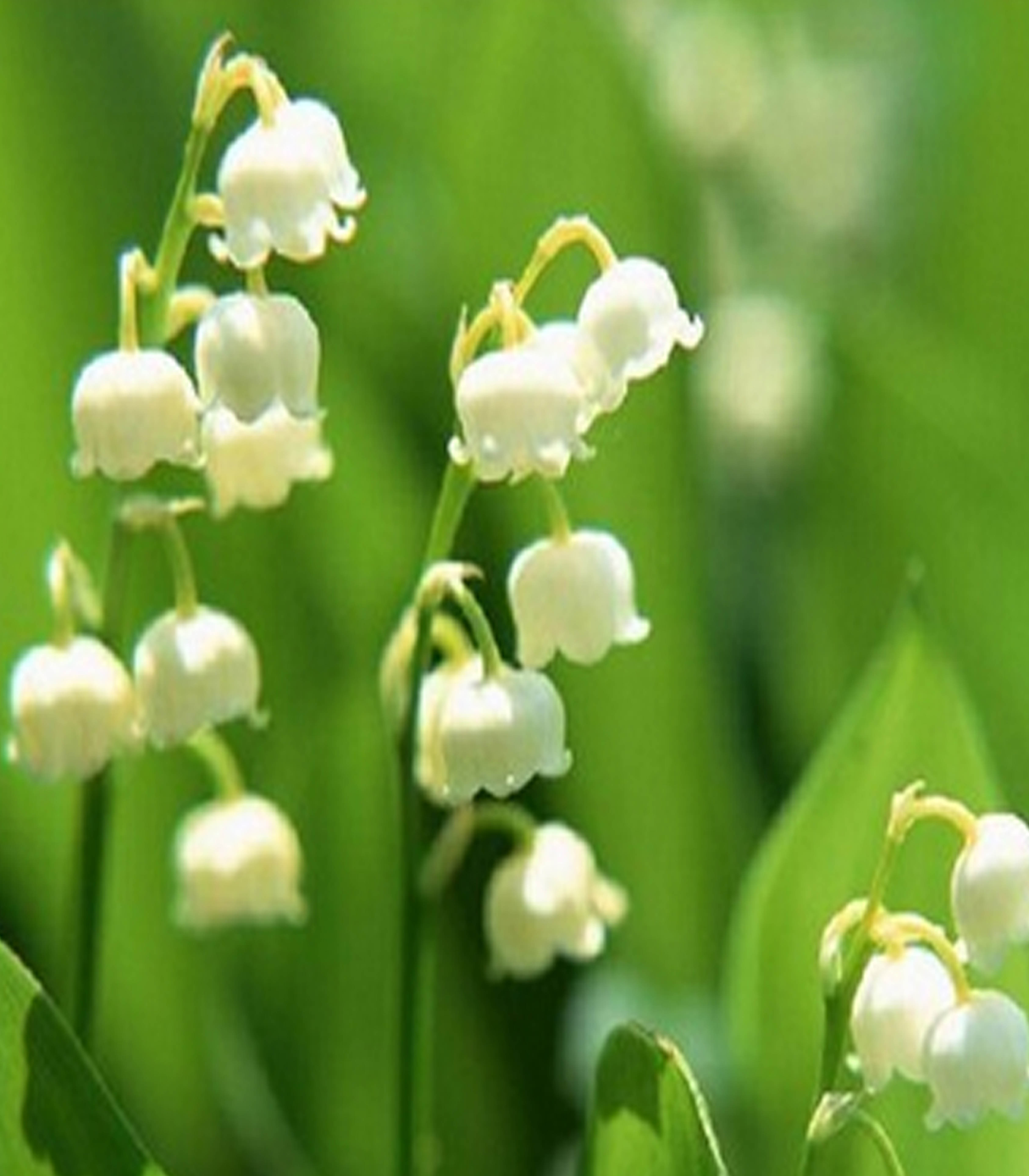 หัวดอก ลินลี่แห่งขุนเขา (Lily of the Valley) ระฆังแก้ว หรือ ทิงเกอร์เบล (หมดชั่วคราว)