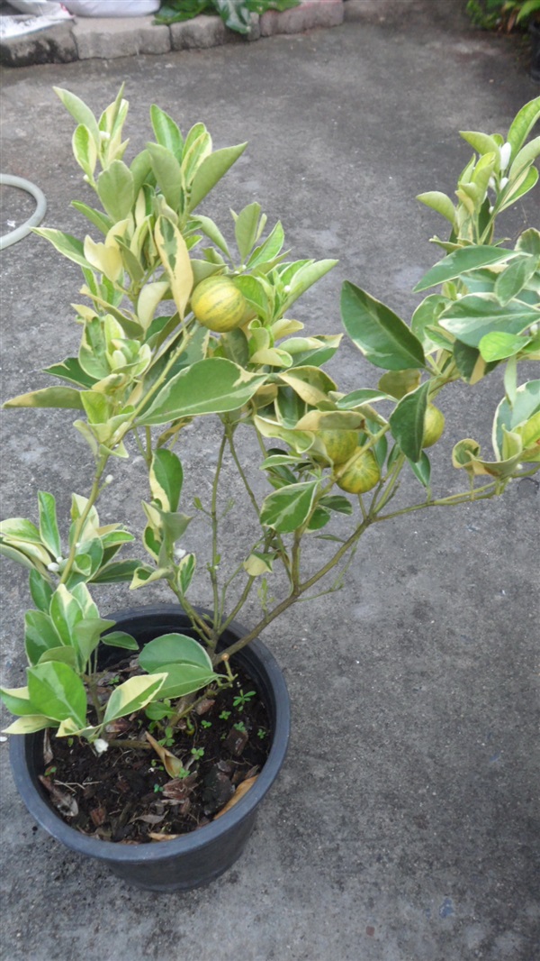 เลมอน ยูเรก้า-ด่าง (Eureka Lemon)