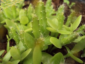 กิ่งชำ แก้วมังกรขาว จัมโบ้ (Dragon fruit Jumbo) ตรงตามสายพันธุ์แท้ 100%