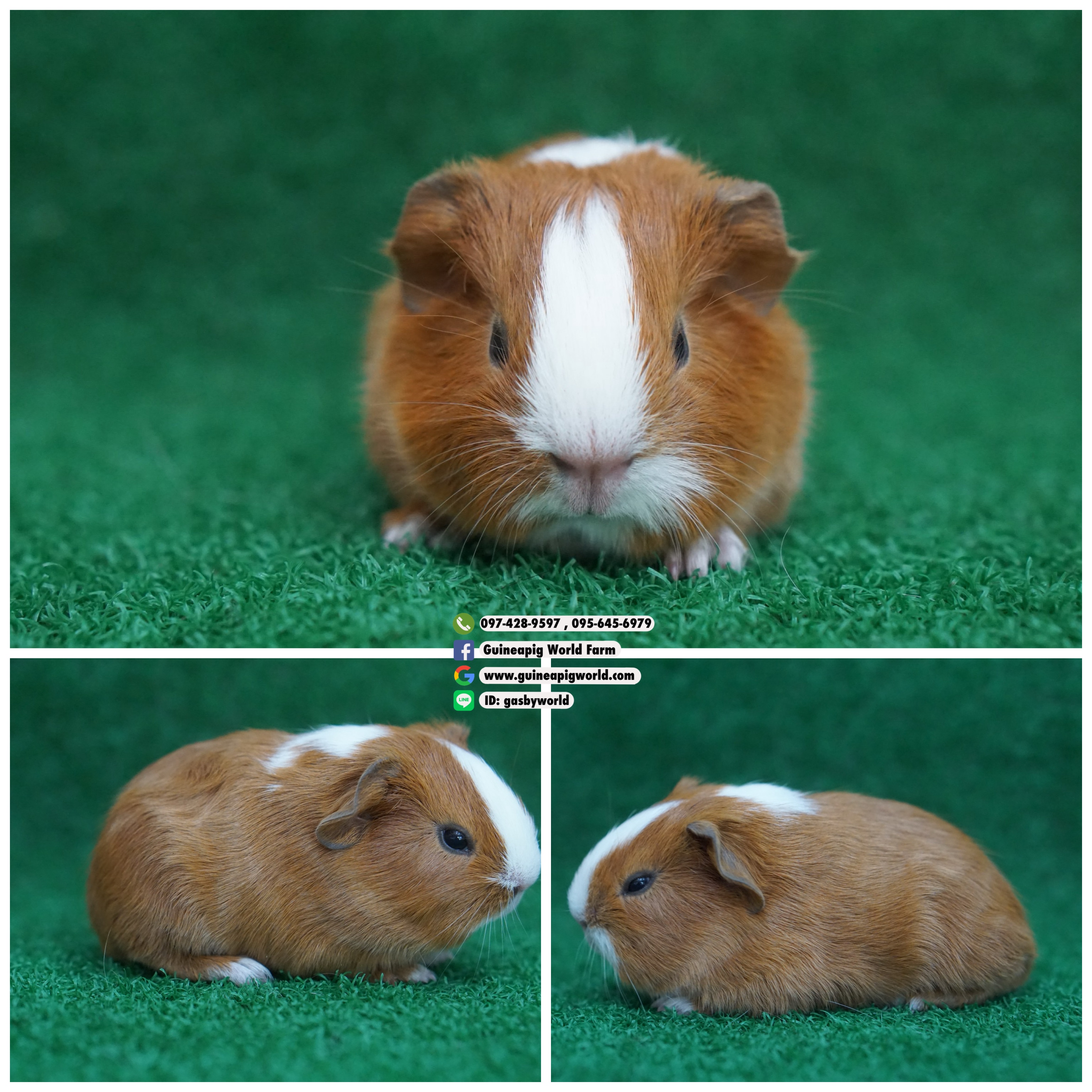 AM0835 American/ผู้/โบรกเค่นเรด/พ่อแม่นำเข้า/โครงสร้างดี/น่ารักกินเก่งน่ารักแข็งแรง/ราคา4,800(ปกติ6,800)ชอบโอนจองก่อนได้ก่อนทักไลน์ gasbyworld แจ้งข้อความน้องพร้อมย้ายบ้านค่ะ