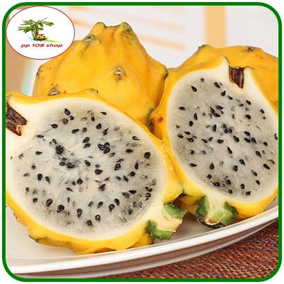 กิ่งชำ แก้วมังกรเหลือง เอกวาดอร์ (Yellow dragon fruit Ecuador) ตรงตามสายพันธุ์แท้ 100%