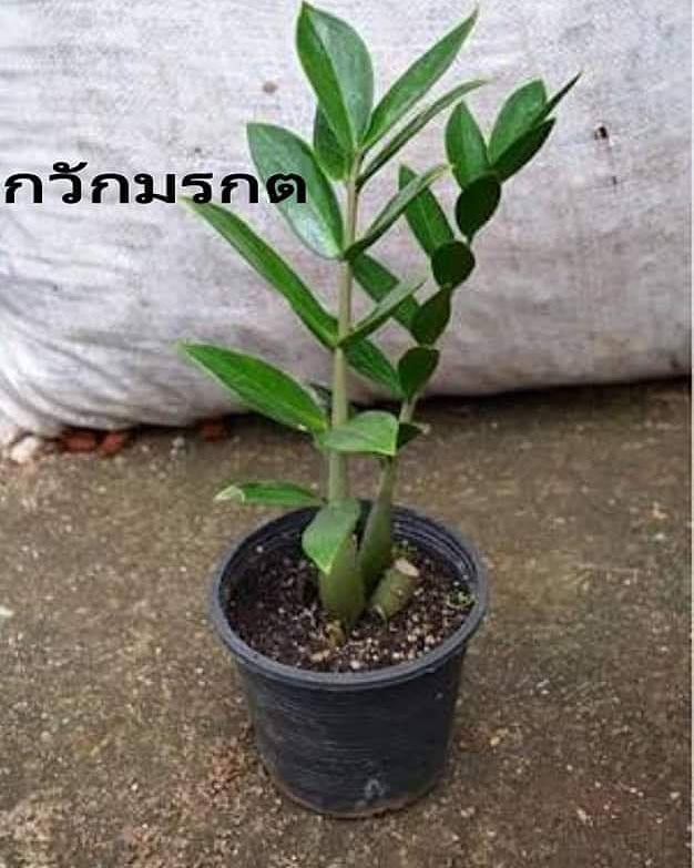 ต้นกวักมรกตไม้มงคล #ต้นกวักมรกตไม้ฟอกอากาศภายในบ้าน ขนาดกระถาง 4"