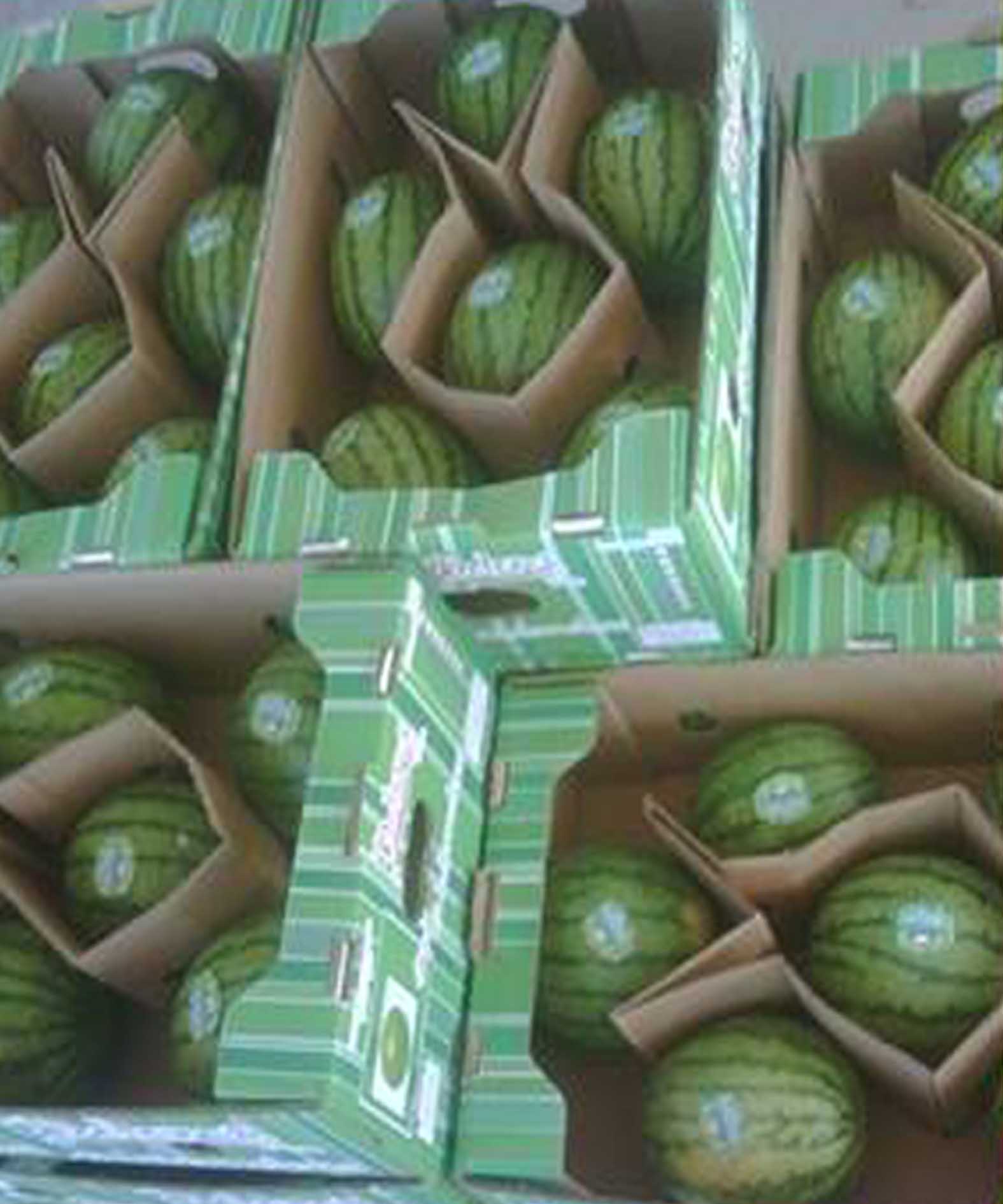 แตงโมจิ๋วลูกกลม สีเหลือง (OP)