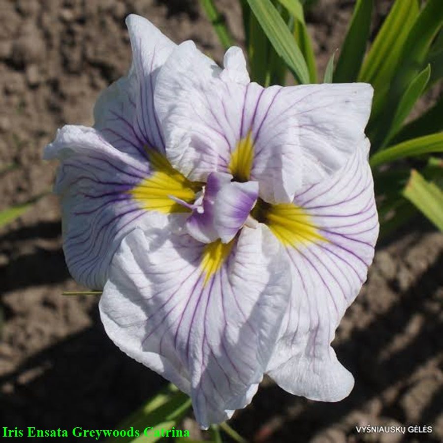 หัวดอกไอริส สายพันธุ์ญี่ปุ่น (บ่มตาดอก พร้อมปลูกแล้วได้ดอกทันที)