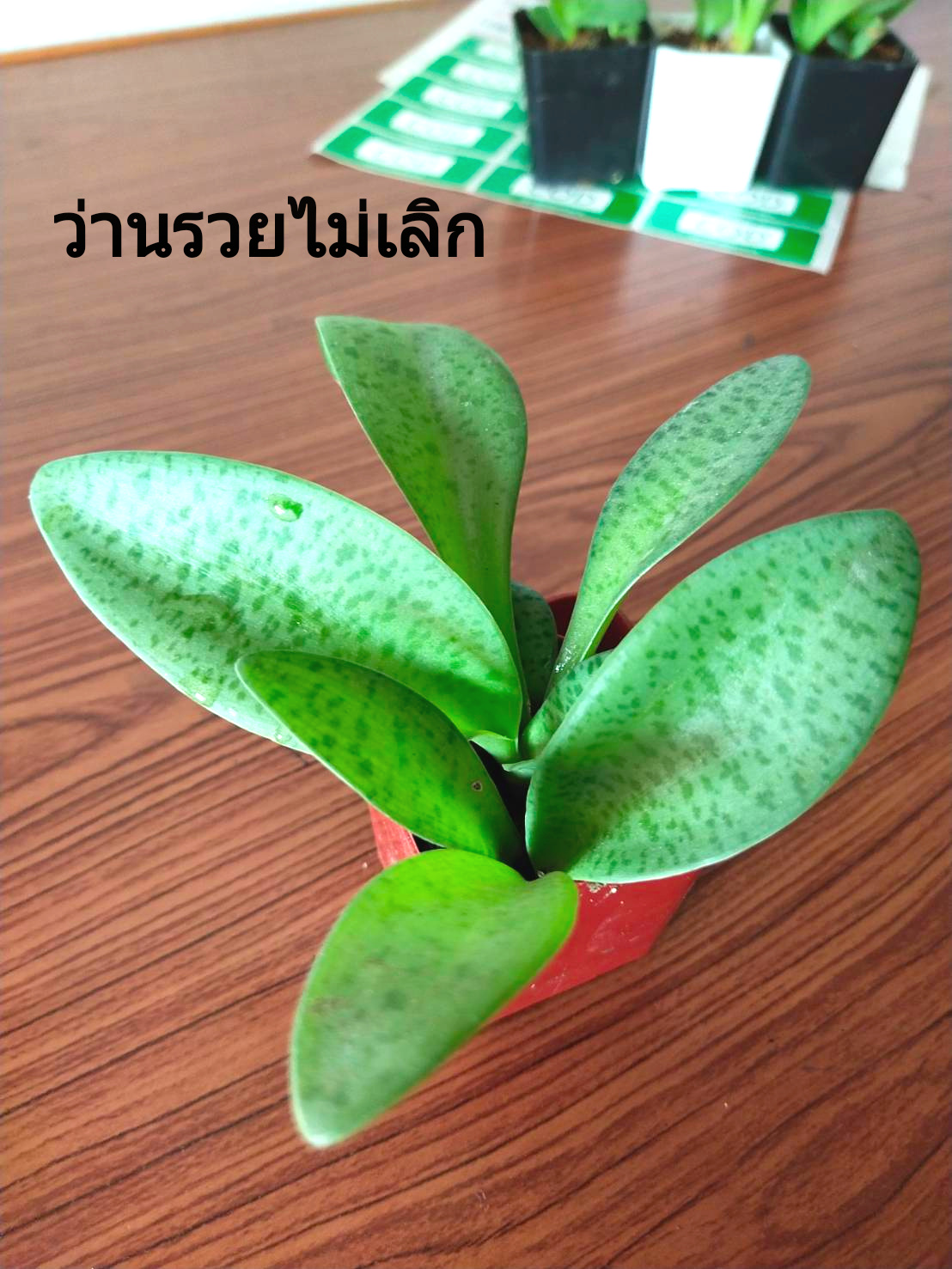 ว่านรวยไม่เลิกไม้มงคลเรียกทรัพย์ #ต้นไม้ฟอกอากาศ ตามภาพ 2"