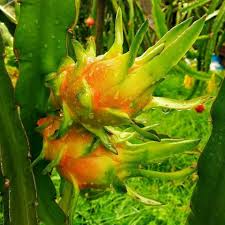 กิ่งชำ แก้วมังกรขาว จัมโบ้ (Dragon fruit Jumbo) ตรงตามสายพันธุ์แท้ 100%