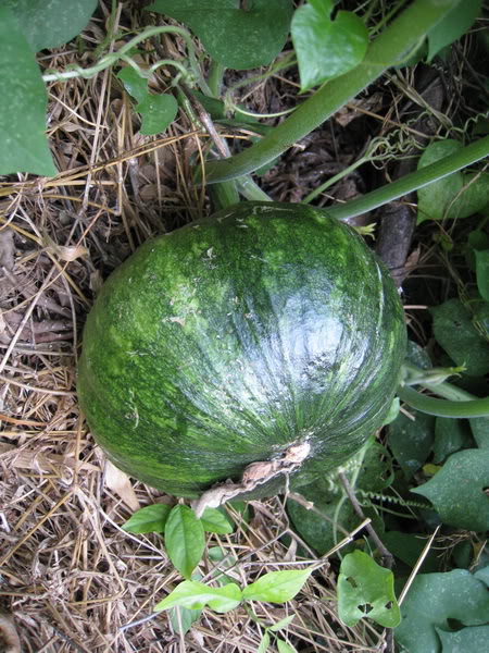 ฟักทอง ญี่ปุ่น