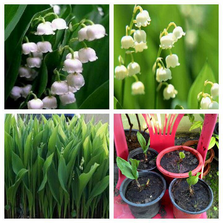 หัวดอก ลินลี่แห่งขุนเขา (Lily of the Valley) ระฆังแก้ว หรือ ทิงเกอร์เบล (หมดชั่วคราว)