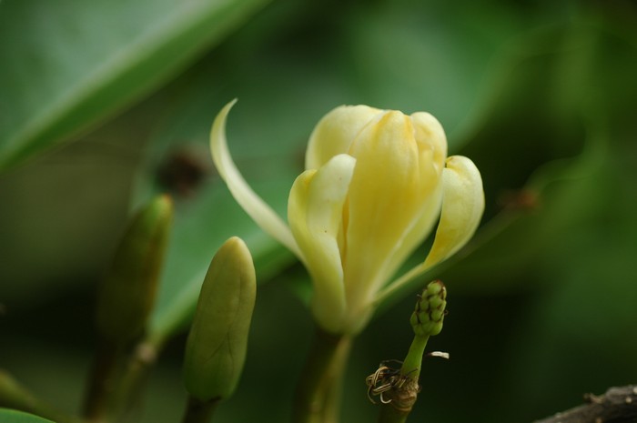 จำปีสิรินธร