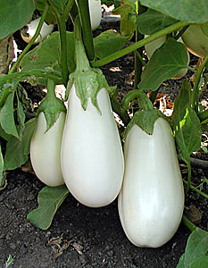 มะเขือขาว แคสเปอร์ - Casper Eggplant