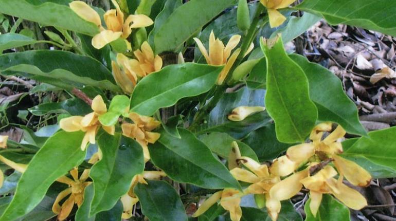 จำปาอินโด หรือ จำปาแคระ