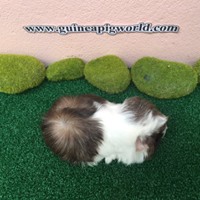 Peruvian/Boar/Sir&Madam Newly Import(ภาพนี้โชว์/ภาพขายไปดูที่หมวดเด็กๆย้ายบ้านค่ะ)