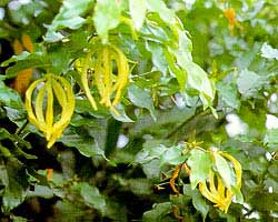 สายหยุด