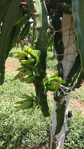 ต้นกล้า แก้วมังกรเหลืองอิสราเอล (Yellow Dragon fruit from Israel)