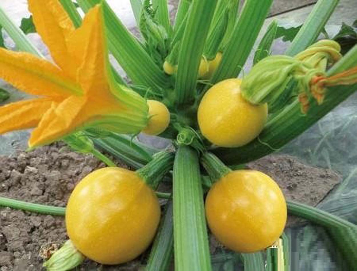 ซุกินี่พวง ทอง (Golden Ball Zucchini)