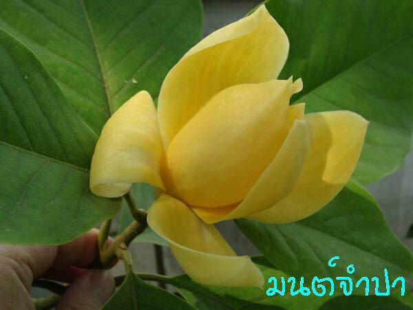 มนต์จำปา