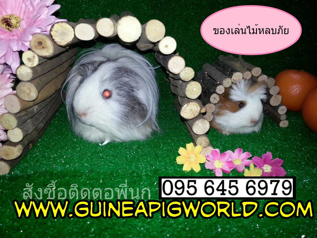 ไม้แอปเปิ้ลดัดโค้งหรือตรงได้ สำหรับสัตว์เล็ก