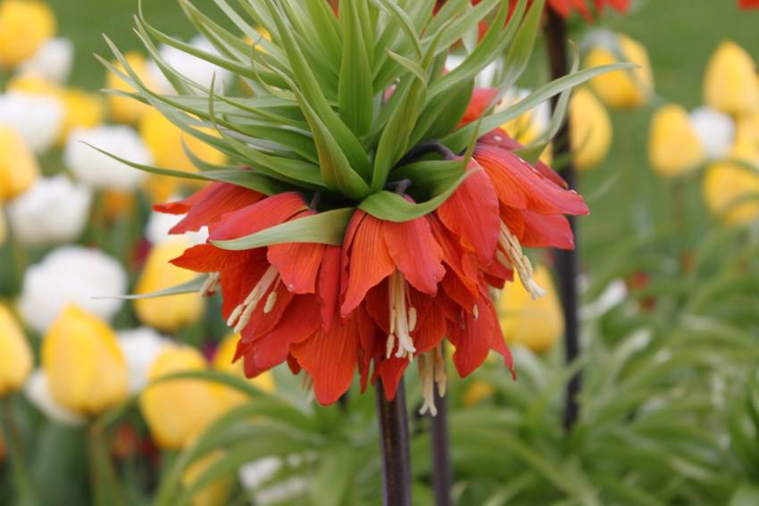 หัวดอกมงกุฏจักรพรรดิ์ (Crown Imperial) มี 2 สีให้เลือก