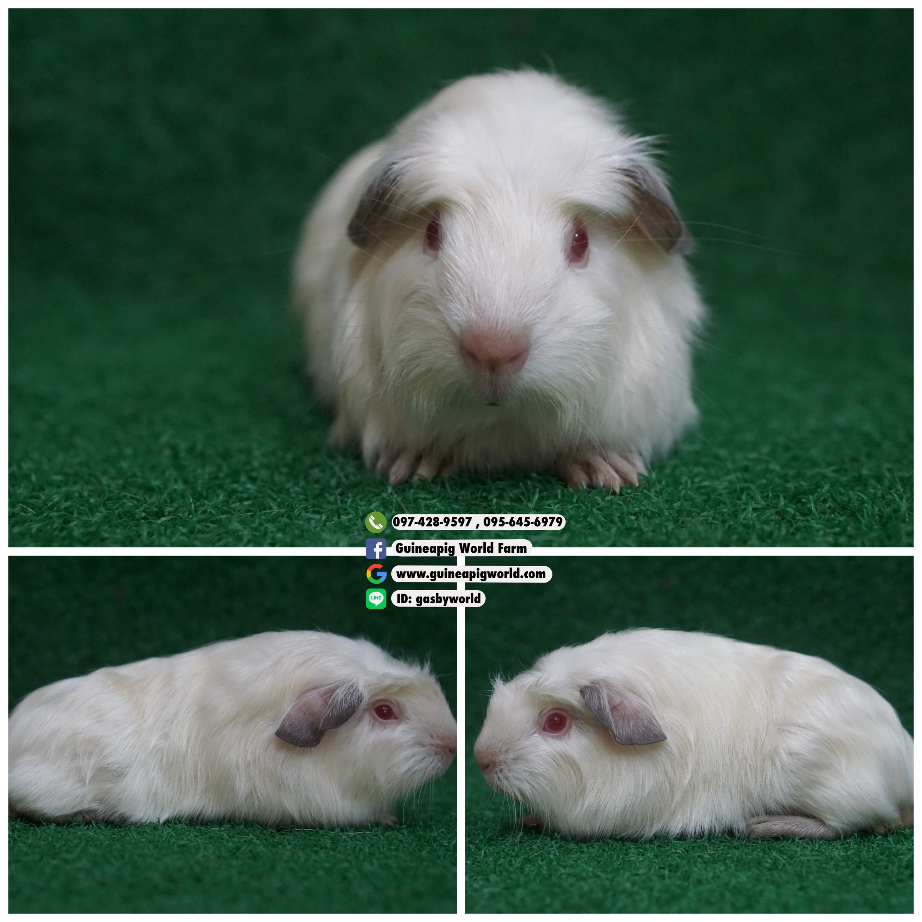 CTM0826 Crested/ผู้/Himalayan/อายุครบเดือนพร้อมย้ายบ้าน/ขนซาตินเงาวิบวับ/น่ารักกินเก่งน่ารักแข็งแรง/ราคา2,000(ปกติ3,800)ชอบโอนจองก่อนได้ก่อนทักไลน์ gasbyworld แจ้งข้อความน้องพร้อมย้ายบ้านค่ะ