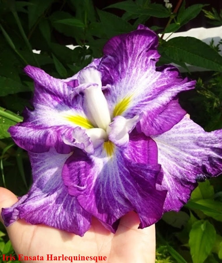 หัวดอกไอริส สายพันธุ์ญี่ปุ่น (บ่มตาดอก พร้อมปลูกแล้วได้ดอกทันที)