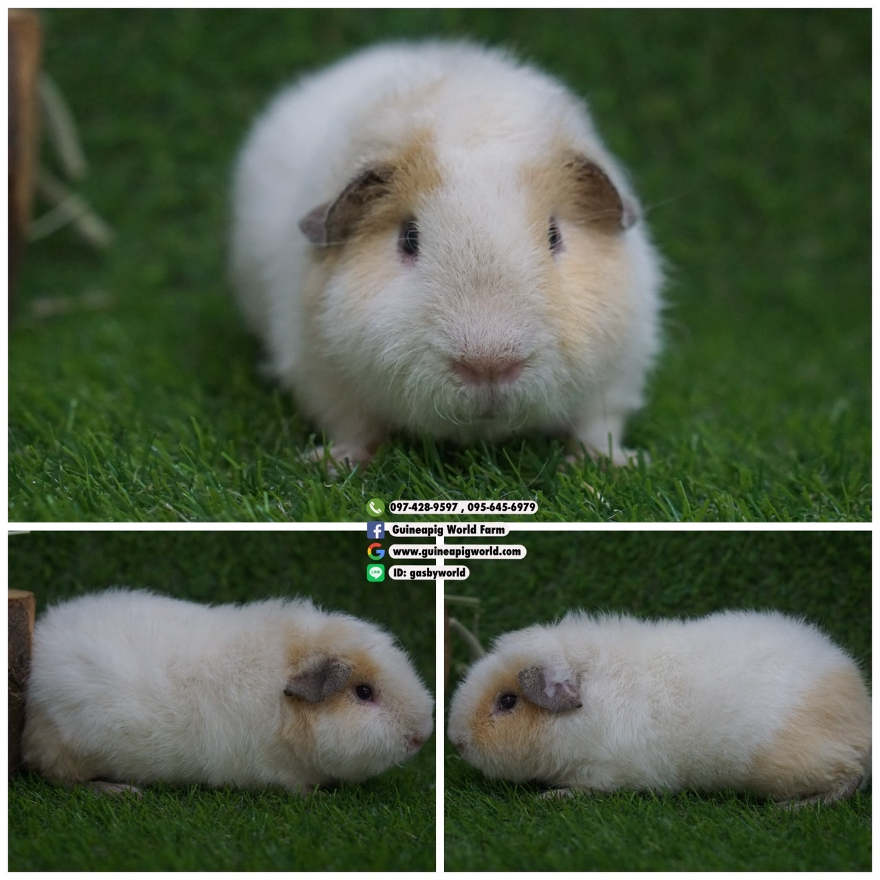 TM0805 Teddy/ผู้/โบรกเค่นครีม/พ่อแม่นำเข้า/โครงสร้างดี/หน้าหล่อน่ารักกินเก่งน่ารักแข็งแรง/ราคา3,800(ปกติ6,800)ชอบโอนจองก่อนได้ก่อนทักไลน์ gasbyworld แจ้งข้อความน้องพร้อมย้ายบ้านค่ะ