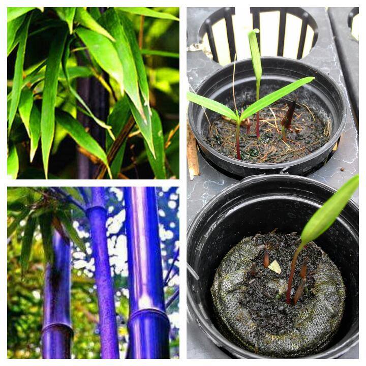 ไผ่สีม่วง (Bamboo purple)