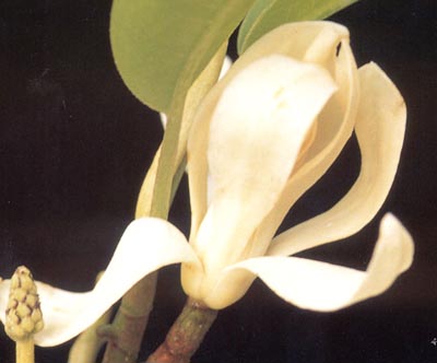 จำปีสิรินธร