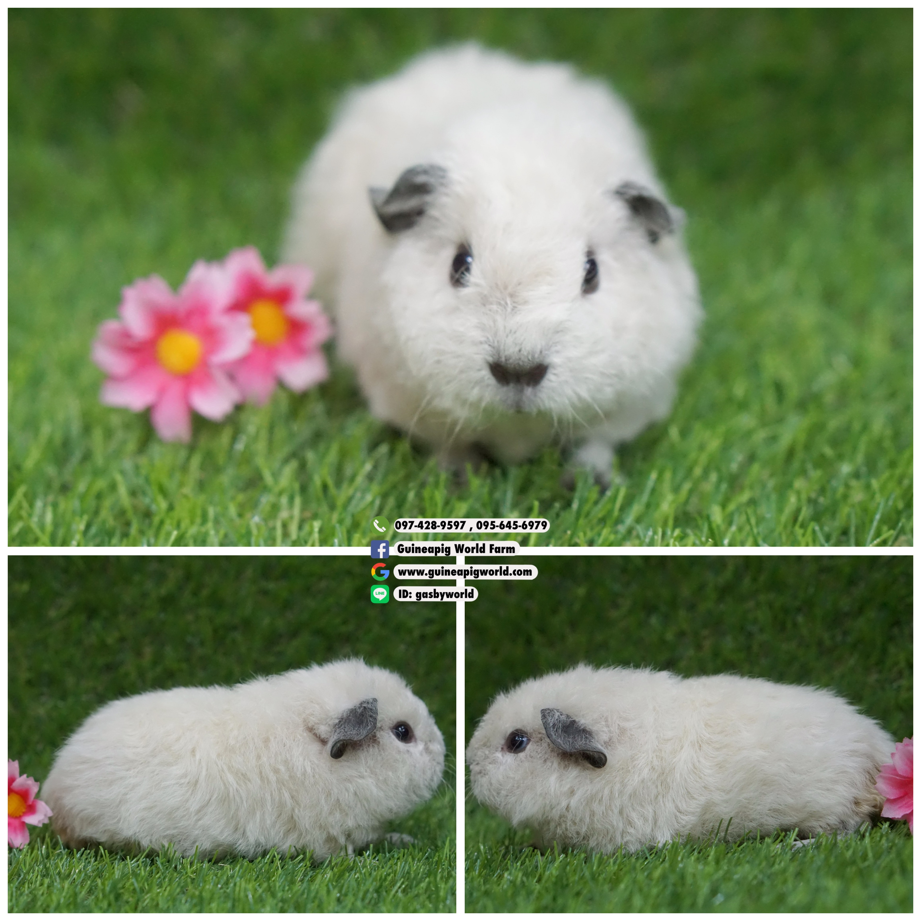 TDS0816 Teddy/เมีย/ไวท์แคลิฟอร์เนีย/พ่อแม่นำเข้า/สวยกินเก่งน่ารักแข็งแรง/ราคา5,500(ปกติ8,500)ชอบโอนจองก่อนได้ก่อนทักไลน์ gasbyworld แจ้งข้อความน้องพร้อมย้ายบ้านค่ะ