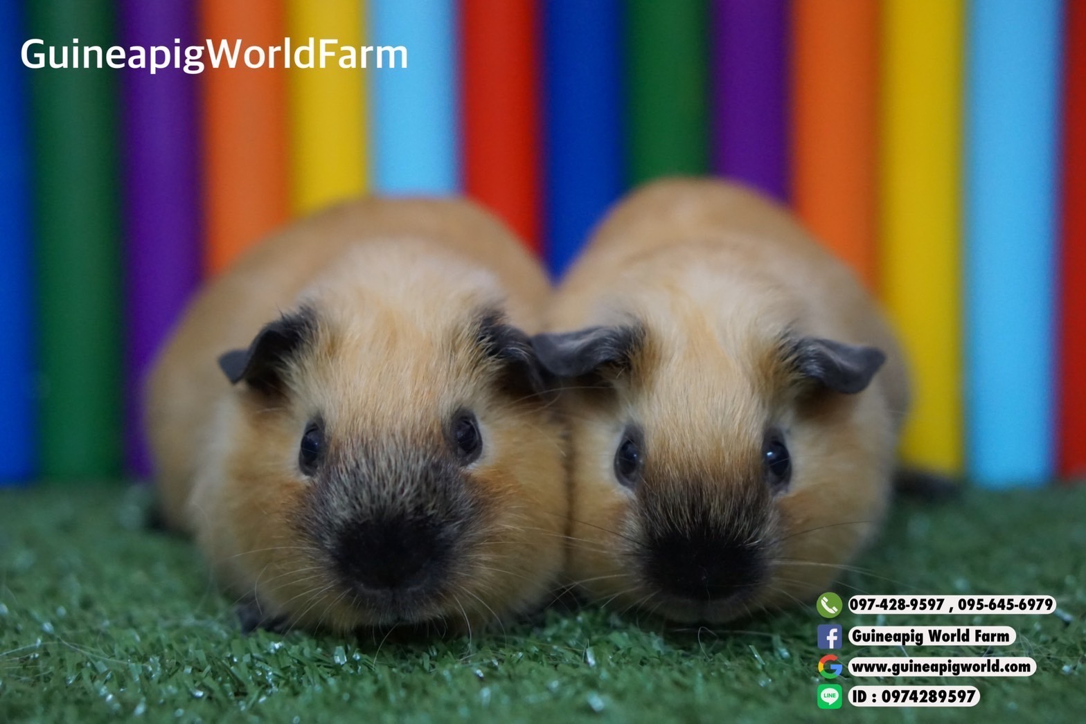 สะพานไม้หลากสี Size:41x19xh.2cm. สีไม้ใช้สีจากธรรมชาติ ทำตรง โค้ง มีข้อไว้เกี่ยวด้านบนกรงได้ค่ะ