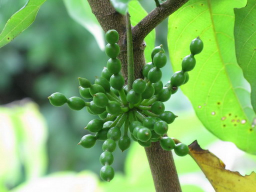 สายหยุด แดง