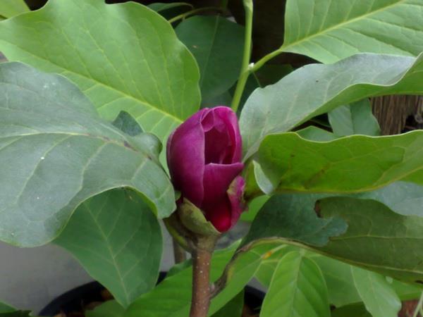 จำปี แดง