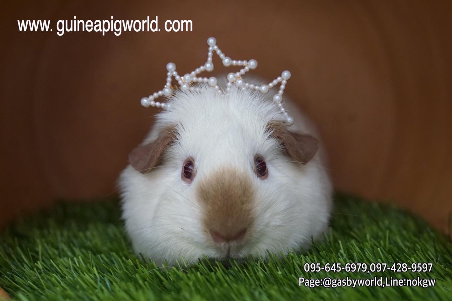 American/White California(ภาพนี้โชว์ถ้าต้องการเลี้ยงไปที่หมวด"แกสบี้พร้อมจองและพร้อมไปอยู่กับครอบครัวใหม่"ค่ะ