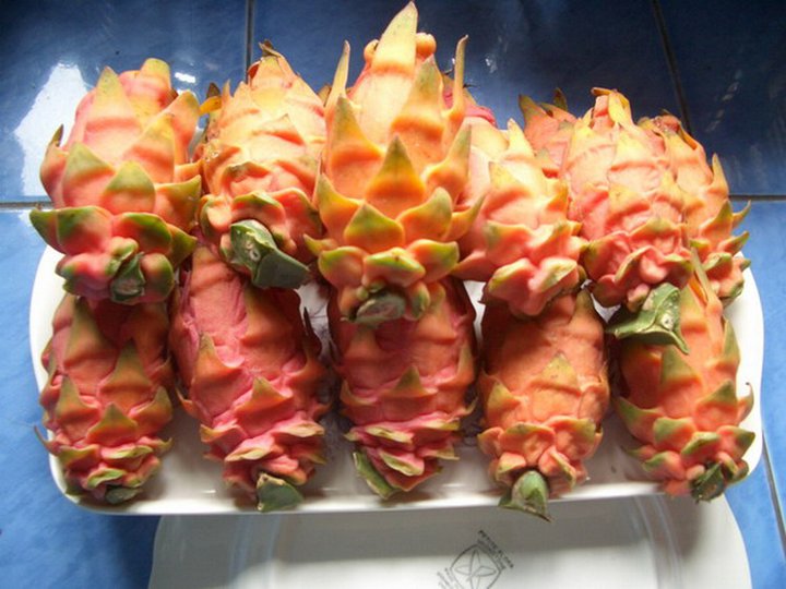 กิ่งชำ แก้วมังกรโคลัมเบีย เปลือกส้ม เนื้อแดง (Frankies Red Fruit Pitaya)