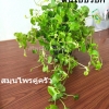 ต้นกล้าพันธุ์ใบบัวบก ต้นใบบัวบกพืชสมุณไพร ตามภาพ กำ