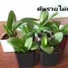 ว่านรวยไม่เลิกไม้มงคลเรียกทรัพย์ #ต้นไม้ฟอกอากาศ ตามภาพ 2"
