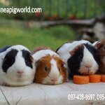 ฺAmerican/Broken(ภาพนี้โชว์ถ้าต้องการเลี้ยงไปที่หมวด"แกสบี้พร้อมจองและพร้อมไปอยู่กับครอบครัวใหม่"ค่ะ