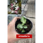 "บอนสี พรหมพิมาน นภูเขาไฟ บุรีรัมย์" บอนสีราชินีแห่งไม้ใบ ส่งพร้อมกระถางพลาสติก ใบเหลืองจากการขนส่งให้ตัดใบออก ตามภาพ 4"