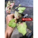 "บอนสี สาววาริน ขาไฟบุรีรัมย์" บอนสีราชินีแห่งไม้ใบ ส่งพร้อมกระถางพลาสติก ใบเหลืองจากการขนส่งให้ตัดใบออก ตามภาพ 4"