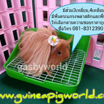 การเรียนรู้และการฝึกสอนแกสบี้