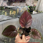 "บอนสี อัสดง ขาไฟบุรีรัมย์" บอนสีราชินีแห่งไม้ใบ ส่งพร้อมกระถางพลาสติก ใบเหลืองจากการขนส่งให้ตัดใบออก ตามภาพ 4"