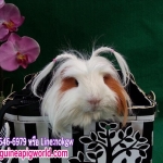 Coronet/พันธุ์ขนยาวมีขวัญหัวมงกุฏ(ภาพนี้โชว์/ภาพขายไปดูที่หมวดเด็กๆย้ายบ้านค่ะ)